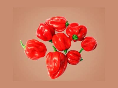 Akabare Khursani (Dalle) - Authentic Nepali chili from Buddha Greens